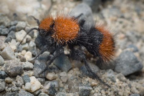 Dasymutilla Californica Biodiversity Of Moorpark College INaturalist