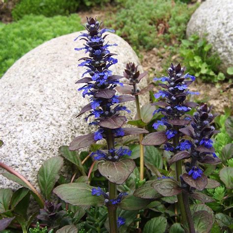 Ajuga Reptans Atropurpurea” Rasadnik Novi Sad Yuflor