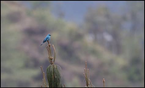 2024 Bird & Mammal watching Tours