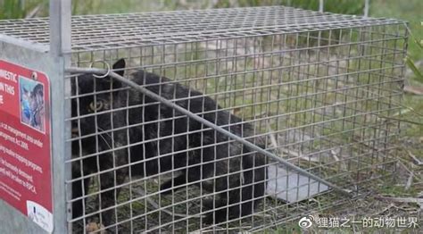 每年杀死30亿动物！澳大利亚对猫实行“宵禁”，家猫出门或被处决