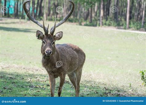 Sangai or Thamin deer stock image. Image of side, sangai - 53542405