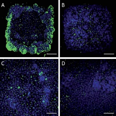 Primary Cilia Staining In Patterned And Unpatterned Mdck Cells At Download Scientific Diagram