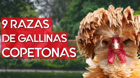 Mejores Razas De Gallinas Copetonas Mo Udas Youtube