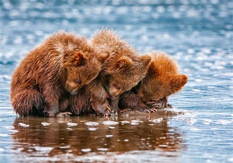 Alexander Perov Bears Brown Bears Cubs Mother Three 3 Hd