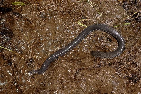 Geotrypetes Seraphini Gaboon Caecilian Insel Fernando Poo Caecilian