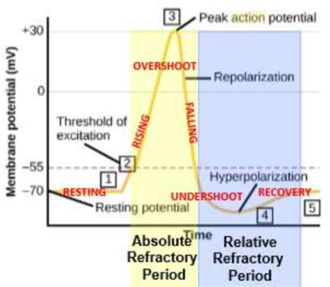 Action Potential Diagram Quizlet