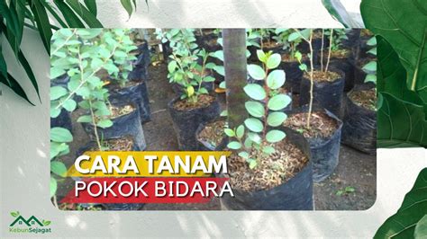 √ Cara Tanam Pokok Bidara Dengan Mudah Di Rumah