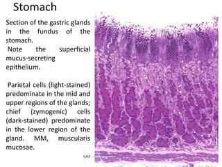 C Documents And Settings User Desktop Stomach Histology PPT