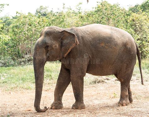 Asian Elephants In Natural Habitat In Cambodia During Daytime Stock