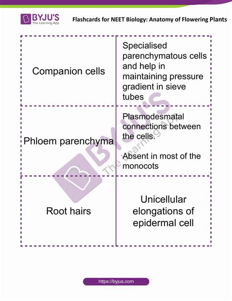 Anatomy of Flowering Plants - Flashcards for NEET Biology