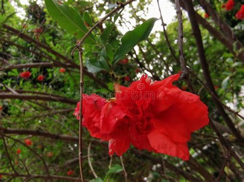 Brownea Grandiceps Stock Image Image Of Blossom Bole 286944751