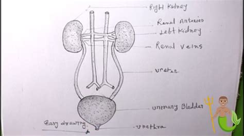 How To Draw Human Excretory System Step By Step Kidney Drawing Easy