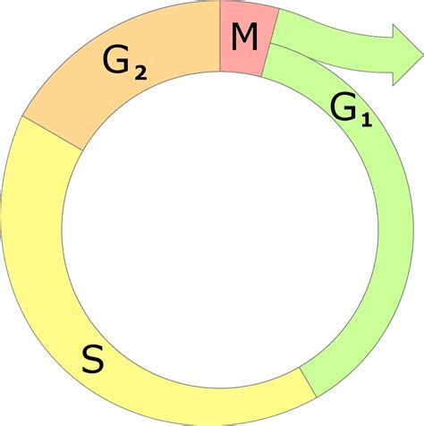 Cell Cycle Diagram - ClipArt Best