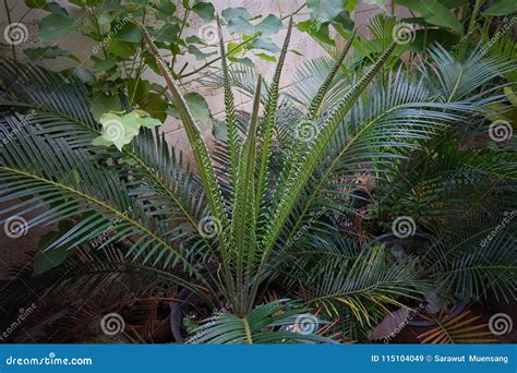 Full Grown Tree Cycas Revoluta Also Called Sago Palm King Sago Sago