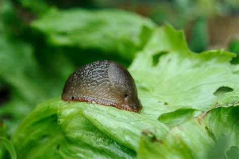 How To Control Slugs And Snails Naturally Small Footprint