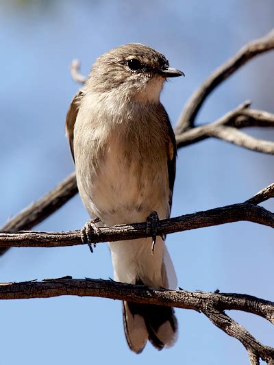 Girraween National Park - Animals - Birds - Jacky Winter