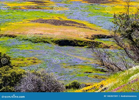 Wildflowers Que Florecen En El Suelo Rocoso De La Reserva Ecol Gica De