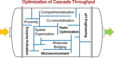 Enzyme Cascade Optimization Through Rational Design Cd Biosynsis