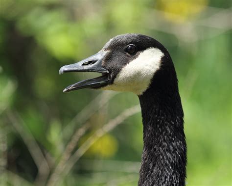 Canada Goose With Open Bill Canada Goose Branta Canadensi Flickr