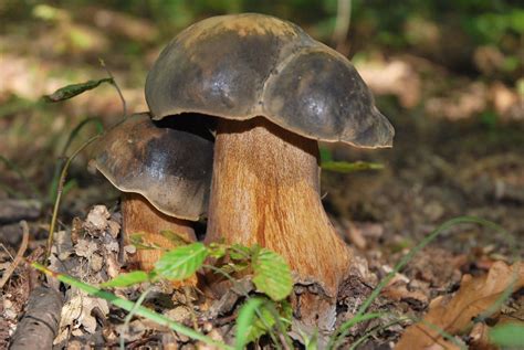 Boletus Aereus The Ultimate Mushroom Guide