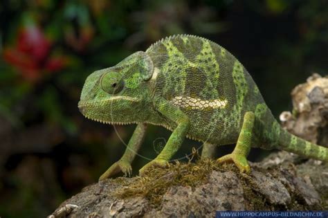 Chamaeleo Dilepis Alias Flap Necked Chameleon Hippocampus Bildarchiv