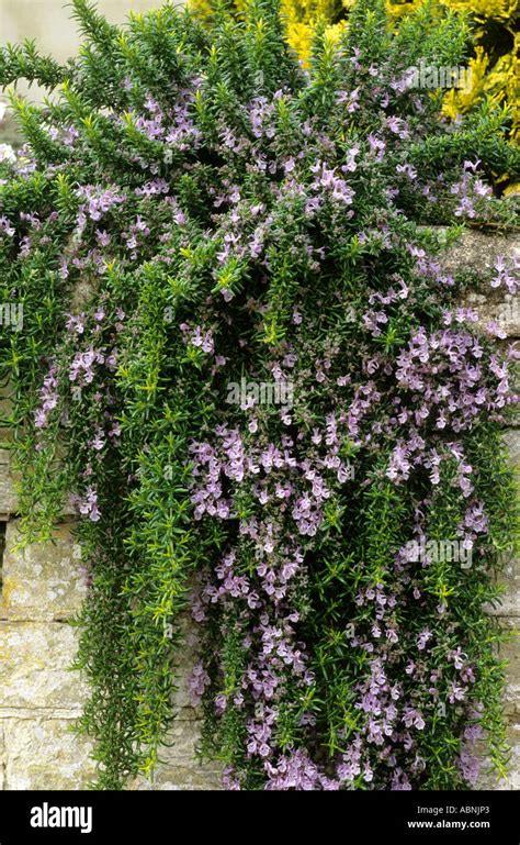 Rosmarinus Officinalis Prostratus Growing In Wall Crevice Hi Res Stock