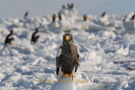 Hokkaido Birding In Winter Blain Harasymiw Photography