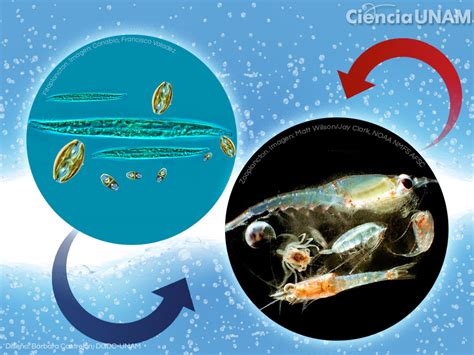 Organismo Plancton Vibr Til Roda Circular Descubre C Mo Gira Y Vive El