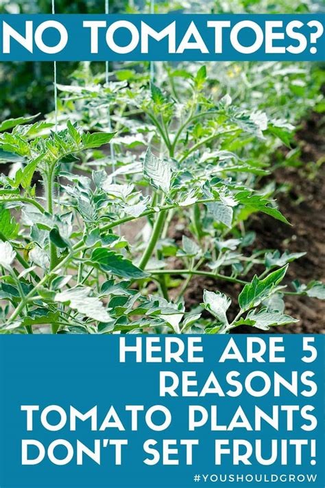 Reasons Your Tomato Plant Flowers But Has No Tomatoes You Should Grow