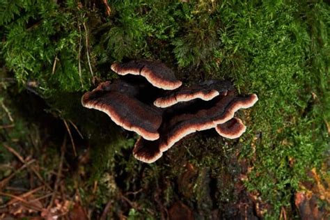 Resinous Polypore: Identification, Foraging, and Lookalikes - Mushroom ...