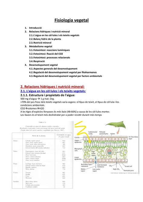 Fisiologia Vegetal Apunts R Parcial Fisiologia Vegetal