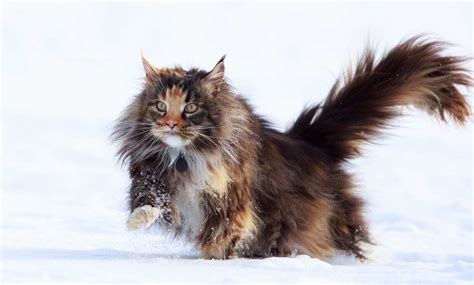 The 10 Largest Domestic Cat Breeds With Pictures Pet Keen Atelier