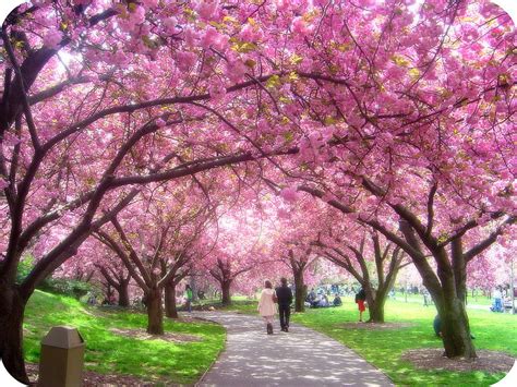 Spring Walkway Blossoms Sakura Spring Park Walkway Hd Wallpaper