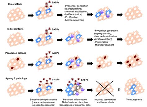 Hypotheses For The Functions Of Senescent Cells In Regenerative