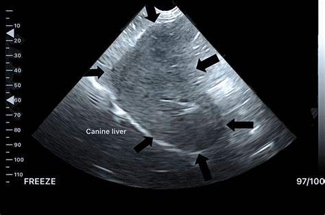 Vet Ultrasound of the Liver