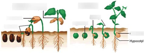 Dicot Germination Diagram Diagram Quizlet