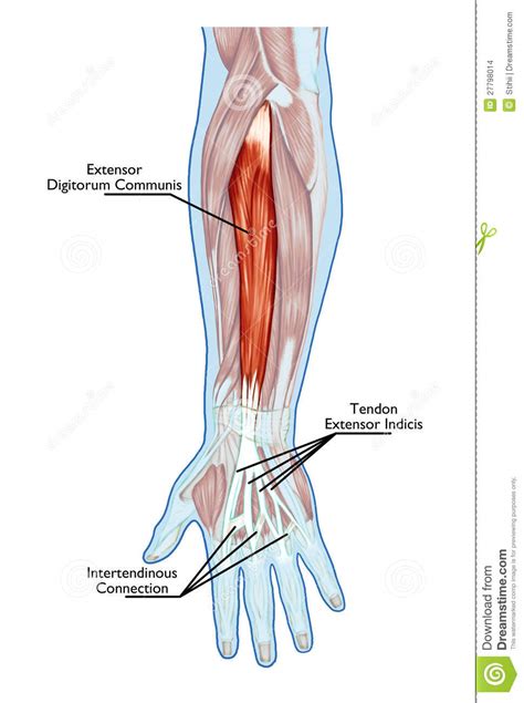 Anatomia Del Sistema Muscolare Illustrazione Di Stock Illustrazione