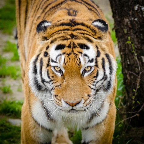 tiger  tree  stock photo
