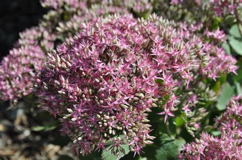 17+ Mr Goodbud Stonecrop Sedum