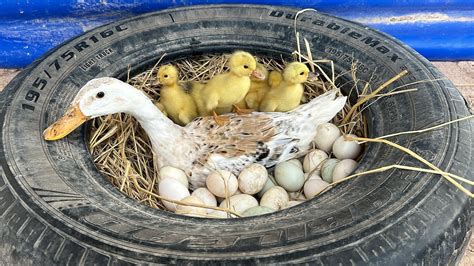 Amazing Pekin Duckling Hatching From Eggs Cute Baby Duck Youtube