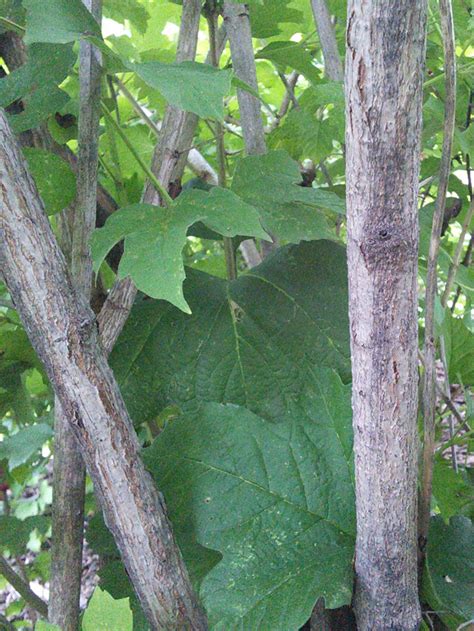 Basic Tree Tree Identification Regional And Community Forestry