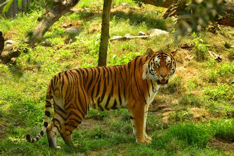 Banco De Imagens Natureza Grama Região Selvagem Animal Animais