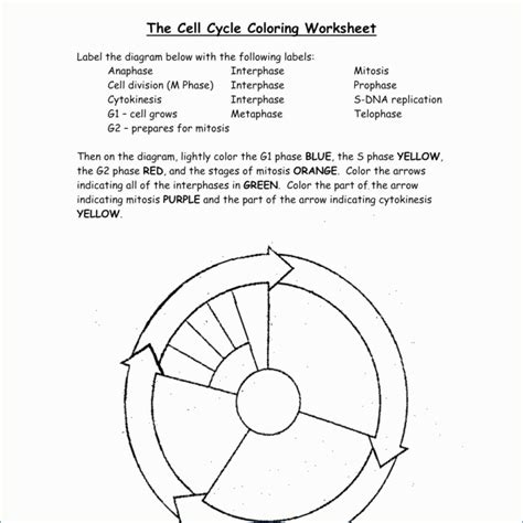 41 The Eukaryotic Cell Cycle And Cancer Worksheet Answers Worksheet