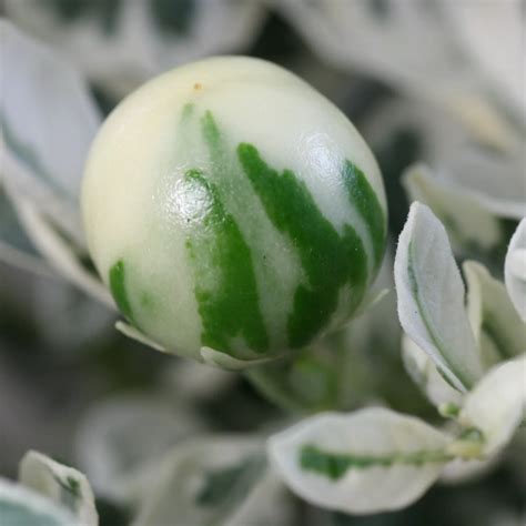 Jerusalem Cherry Solanum Pseudocapsicum