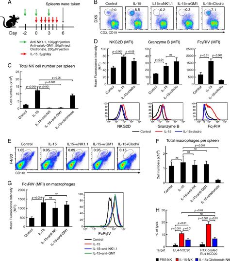 IL 15 Enhanced Antibody Dependent Cellular Cytotoxicity Mediated By NK