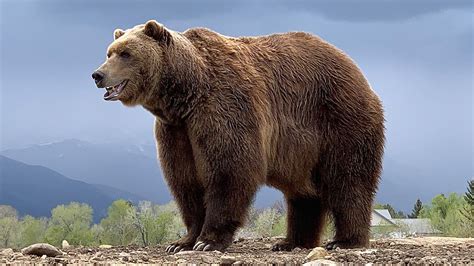The Bear - KristopherGina