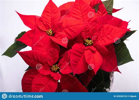 Flores Vermelhas Da Poinsettia Imagem De Stock Imagem De