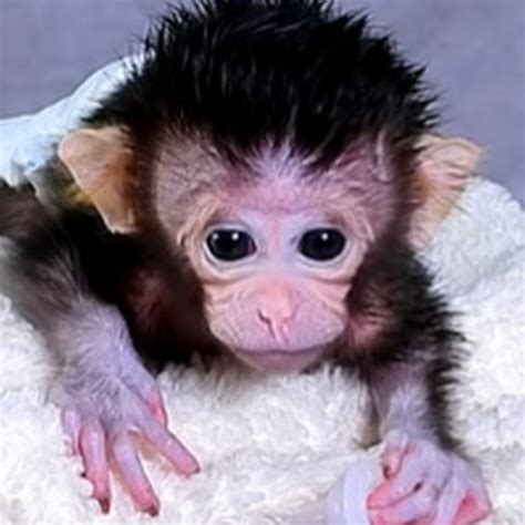 monkey krabi bangkok