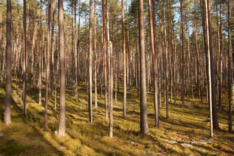 FORESTS OF LATVIA - gignouxphotos.com