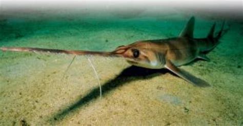 Longnose Sawshark Information and Picture | Sea Animals